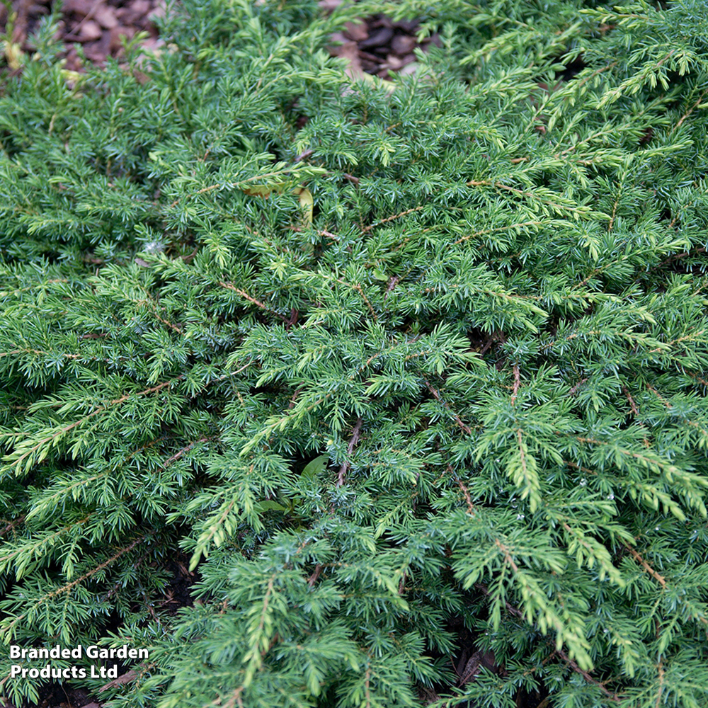 Juniperus communis 'Green Carpet' image