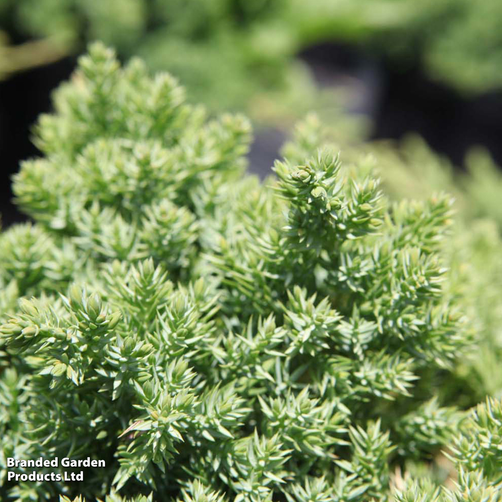 Juniperus procumbens 'Nana' image