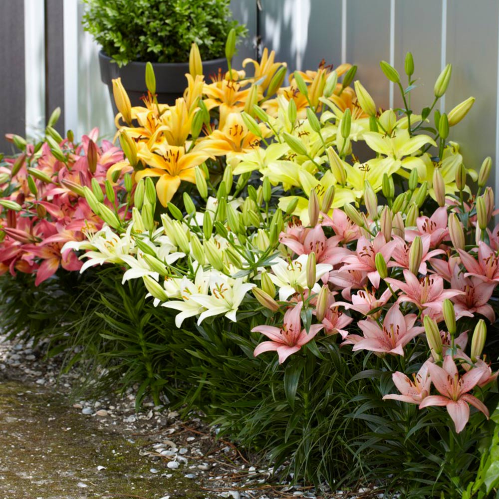 Lily Asiatic Mix (Ground Cover) image