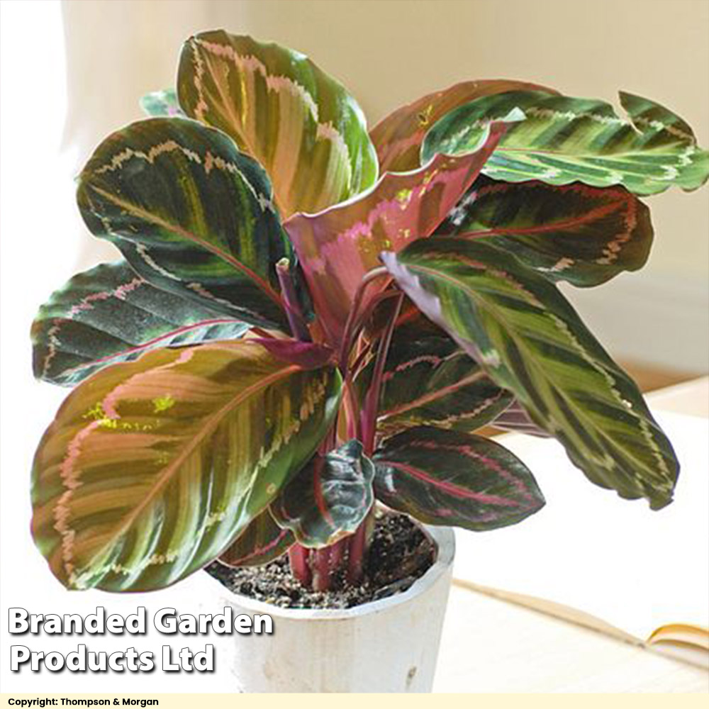 Calathea roseopicta 'Medallion' image