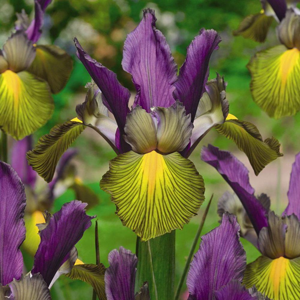 Iris x hollandica 'Picasso' image