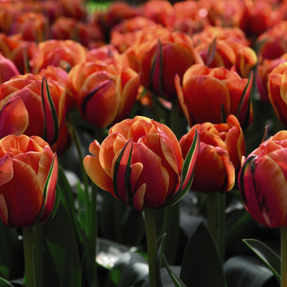 Tulip 'Queensday' image