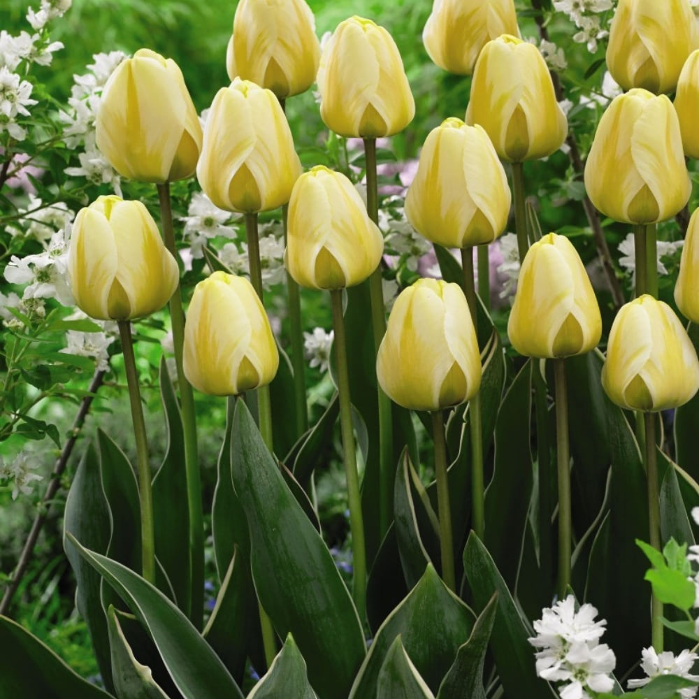 Tulip 'Cream Cocktail' image