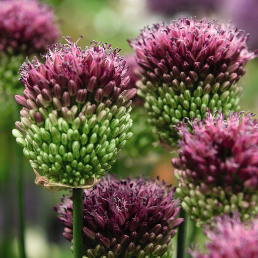 Allium sphaerocephalon image