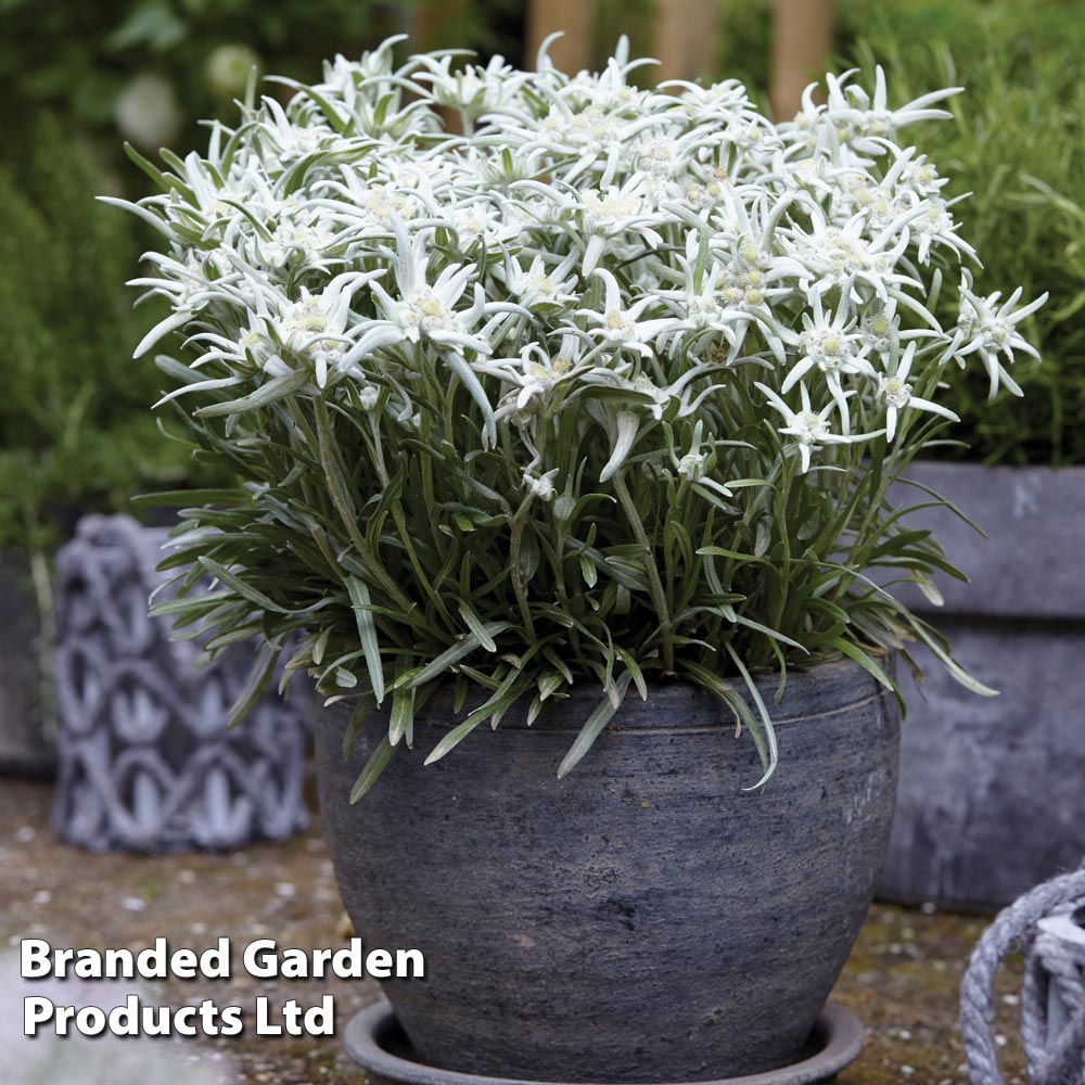 Edelweiss Blossom of Snow image