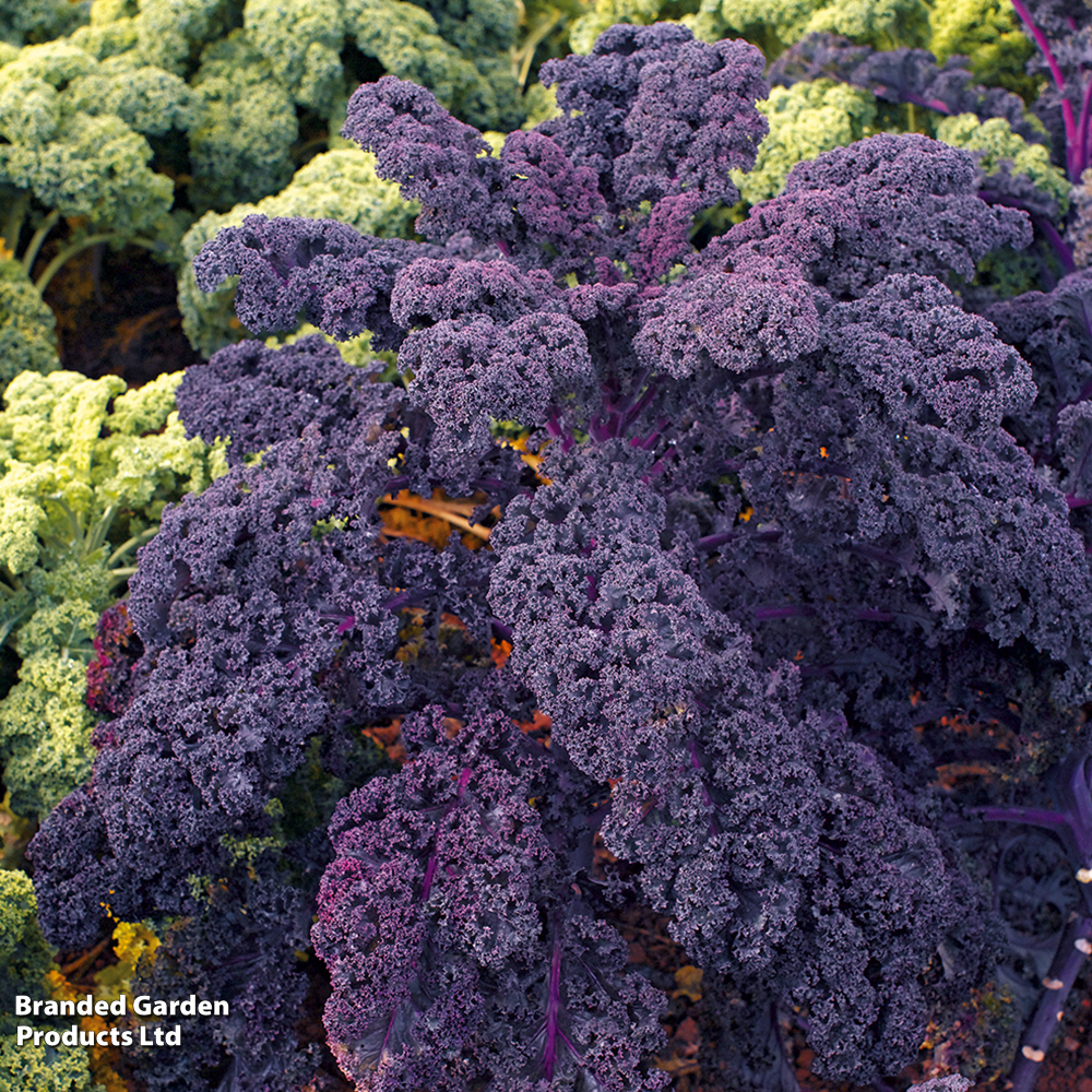 Kale 'Redbor' image