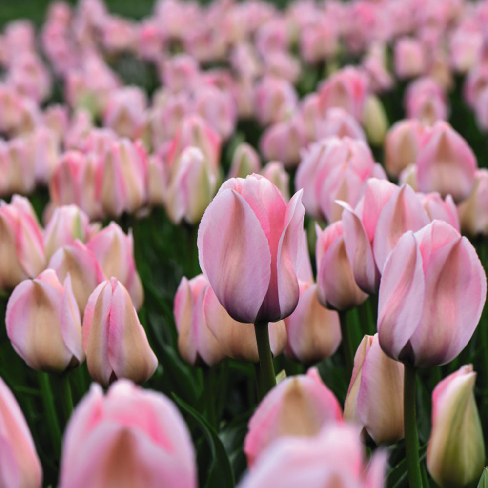 Tulip 'Bella Blush' image