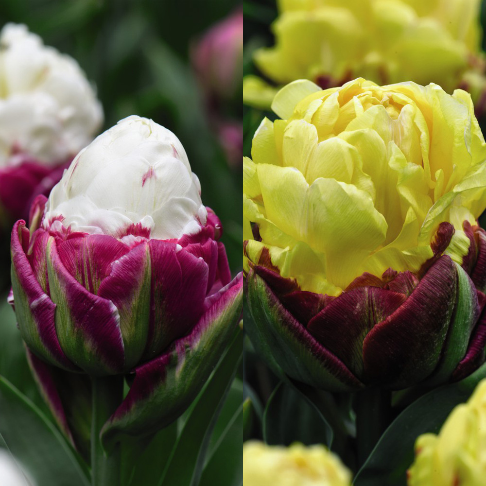 Tulip 'Ice Cream Duo' image