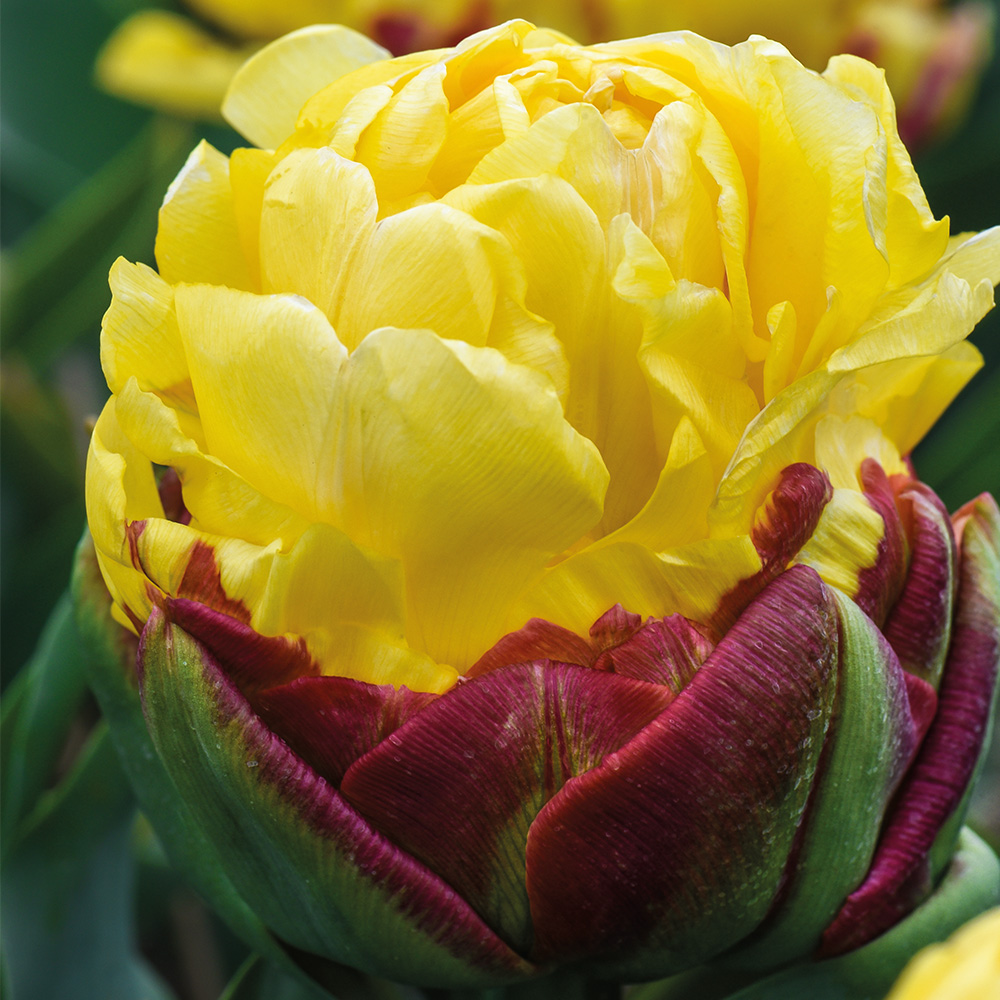 Tulip 'Ice Cream Yellow' image