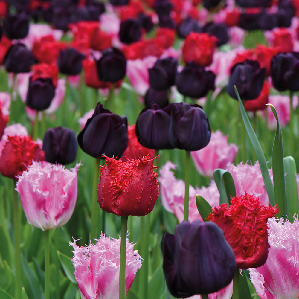 Tulip 'Berry Sorbet' image