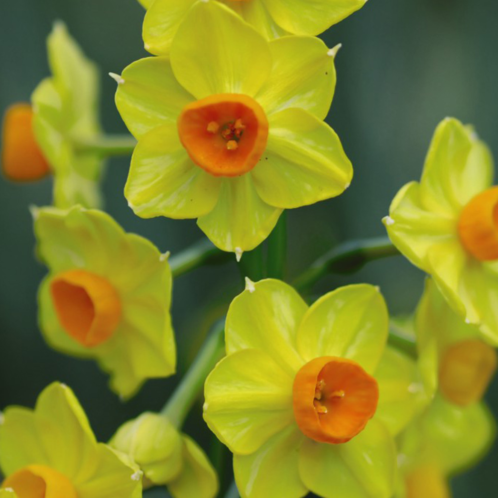 Narcissus 'Golden Dawn' image