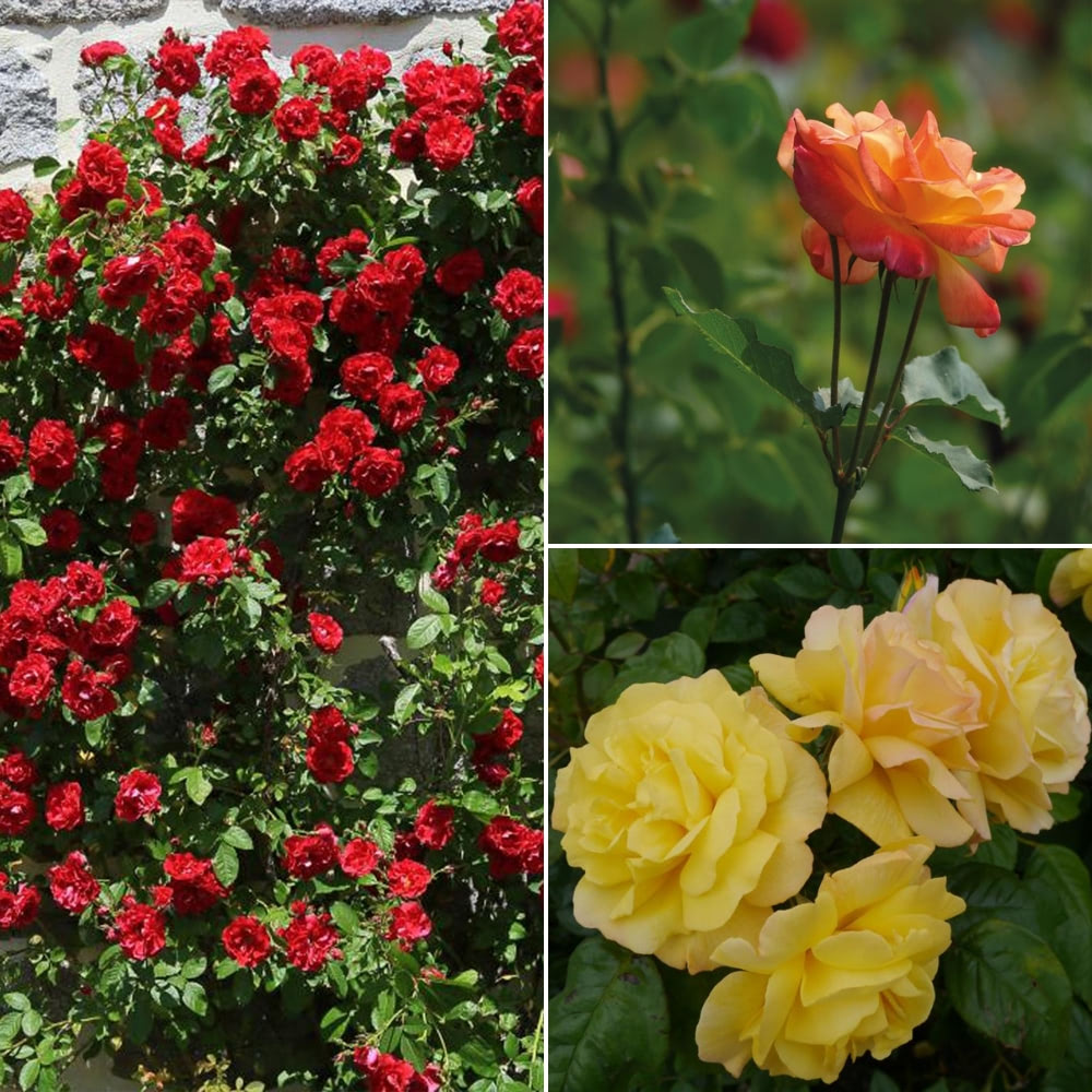 Rose 'Climbing Collection' image