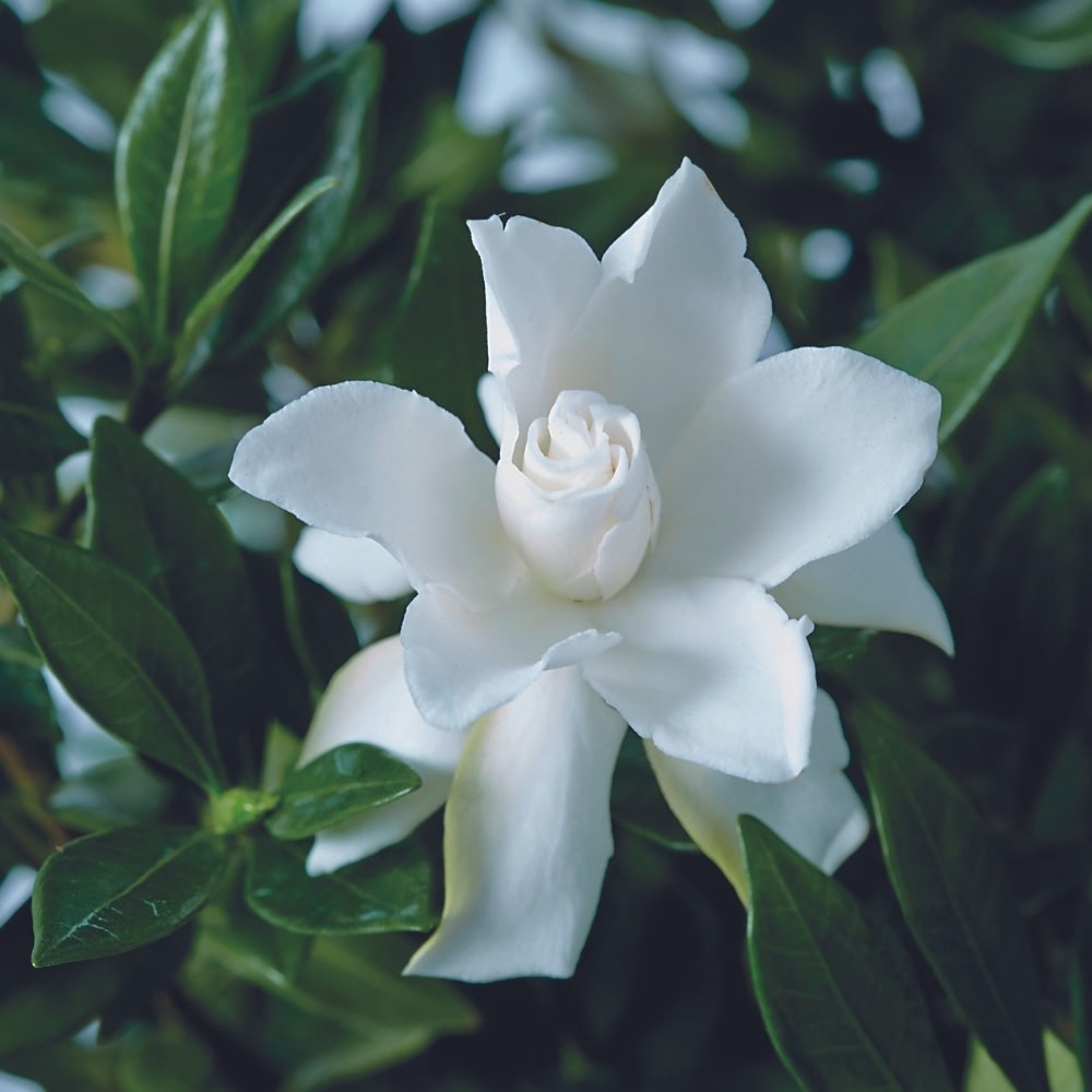 Gardenia 'Celestial Star' image