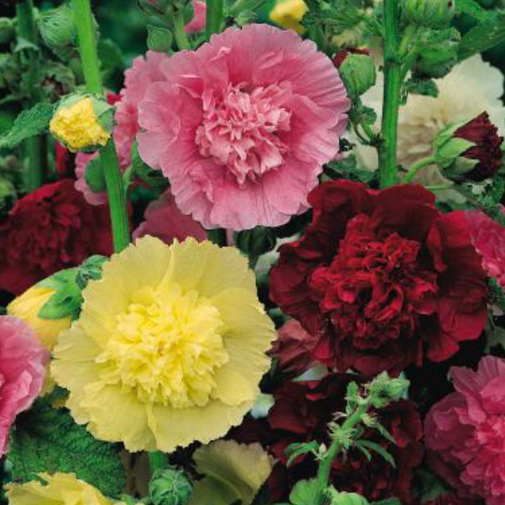 Hollyhock 'Chater's Double Mixed' image