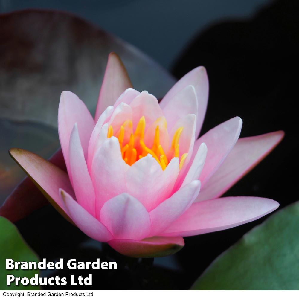 Water Lily Pink image