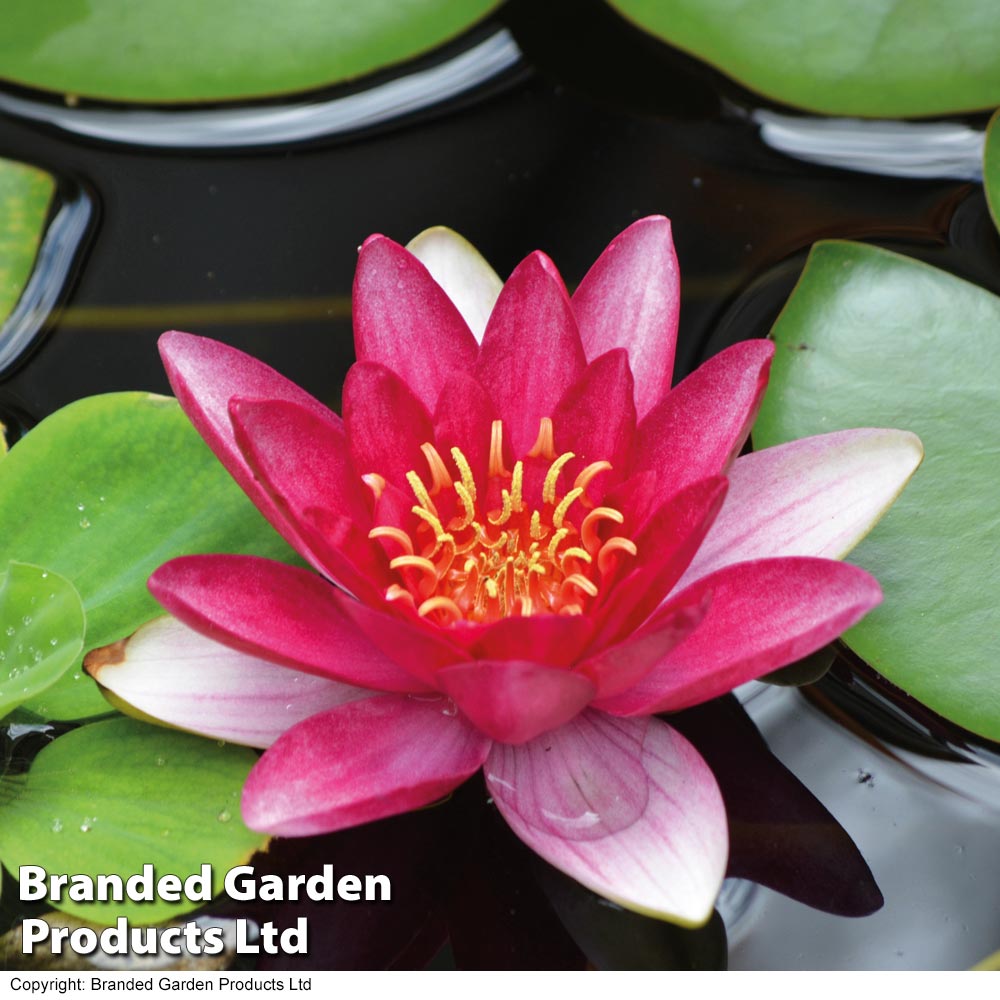 Water Lily Red with Pond Basket image