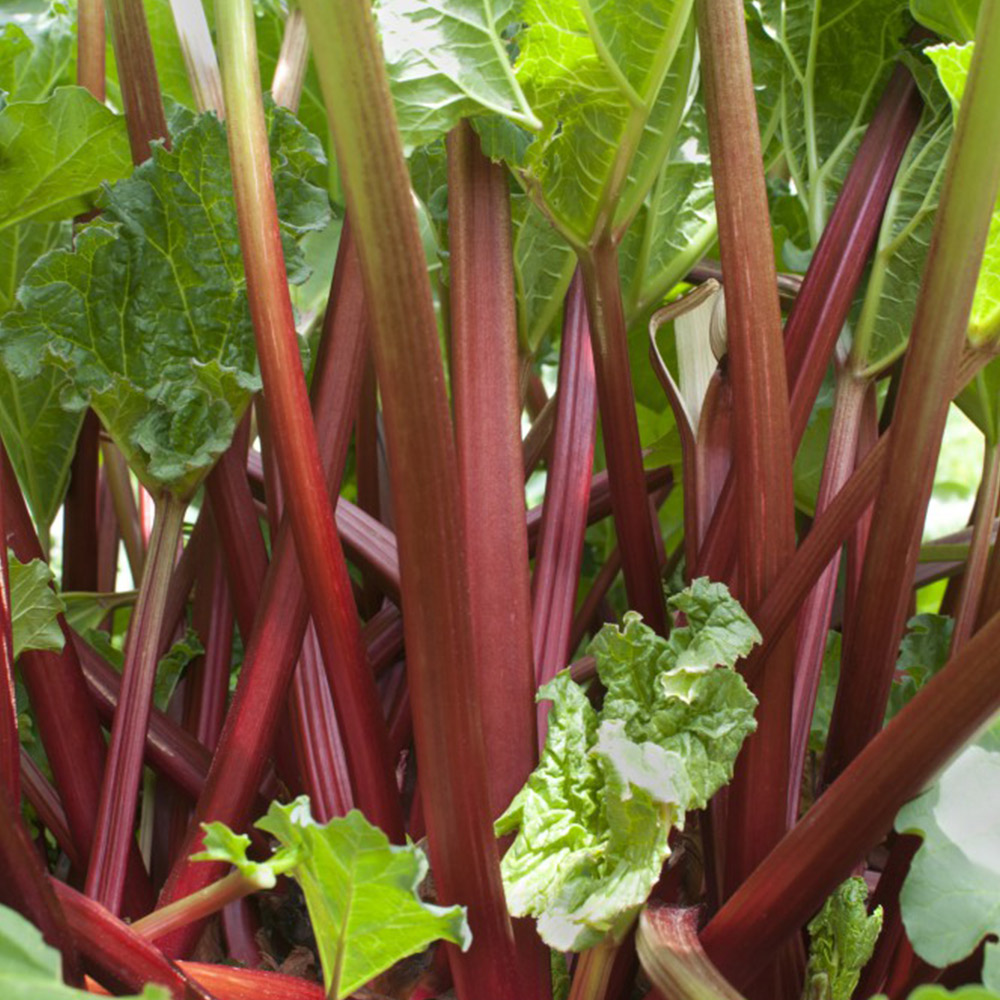 Rhubarb 'Sanvitos® Summer' image