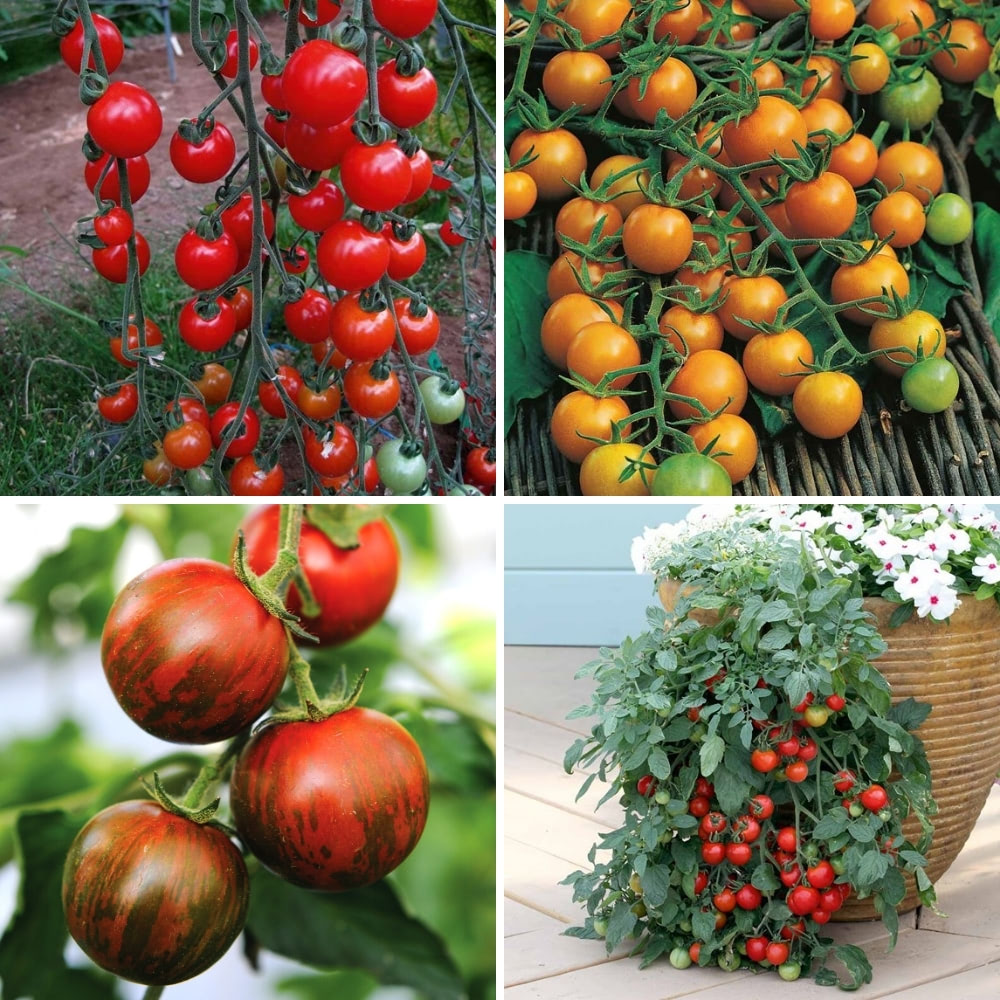 Nurseryman's Choice Tomatoes image