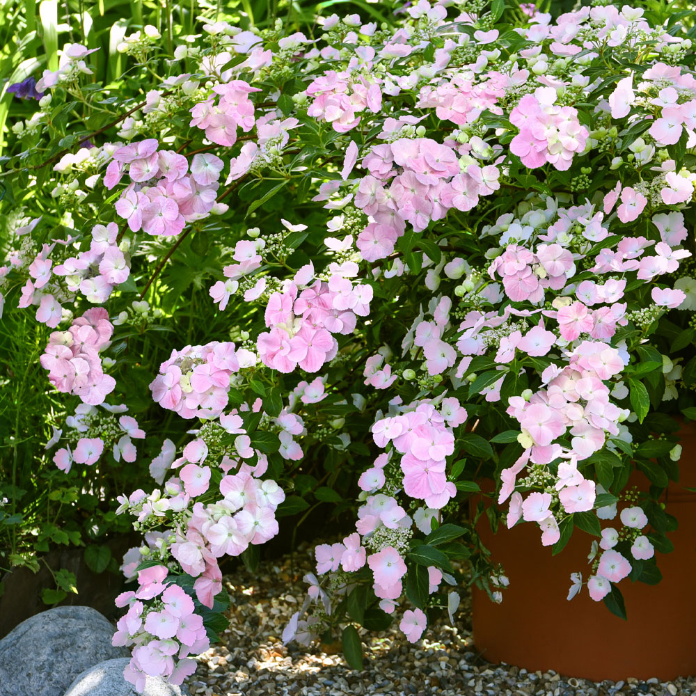 Hydrangea 'French Bolero' image