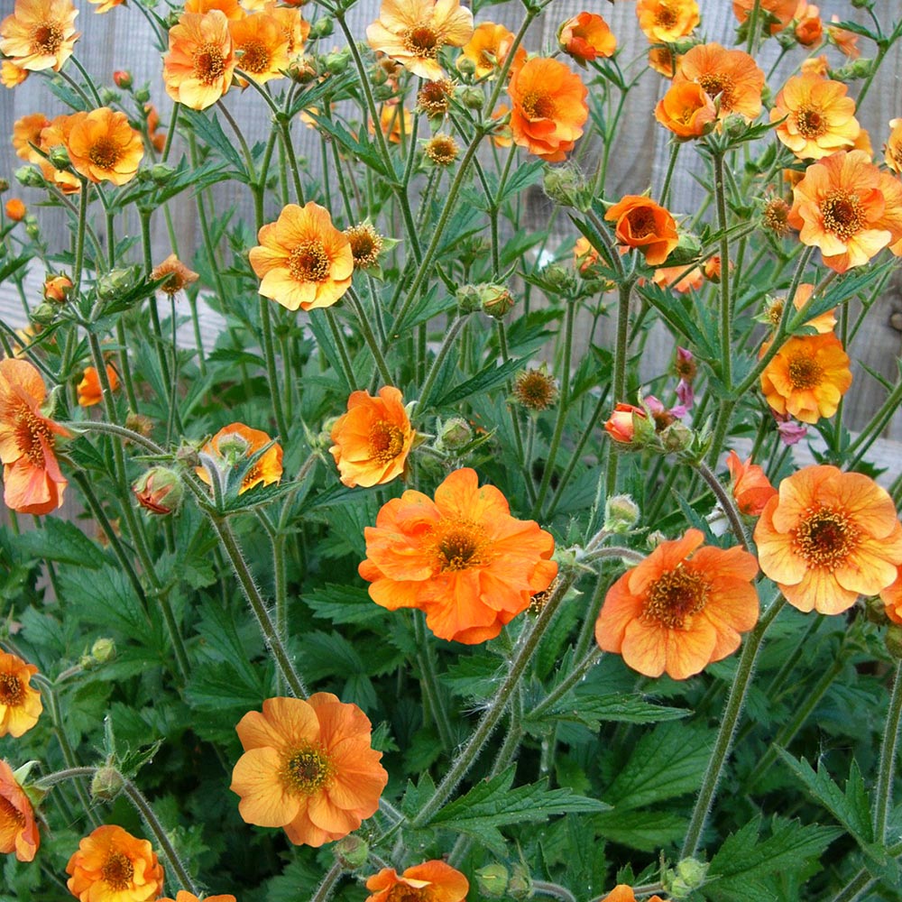 Geum 'Totally Tangerine' image