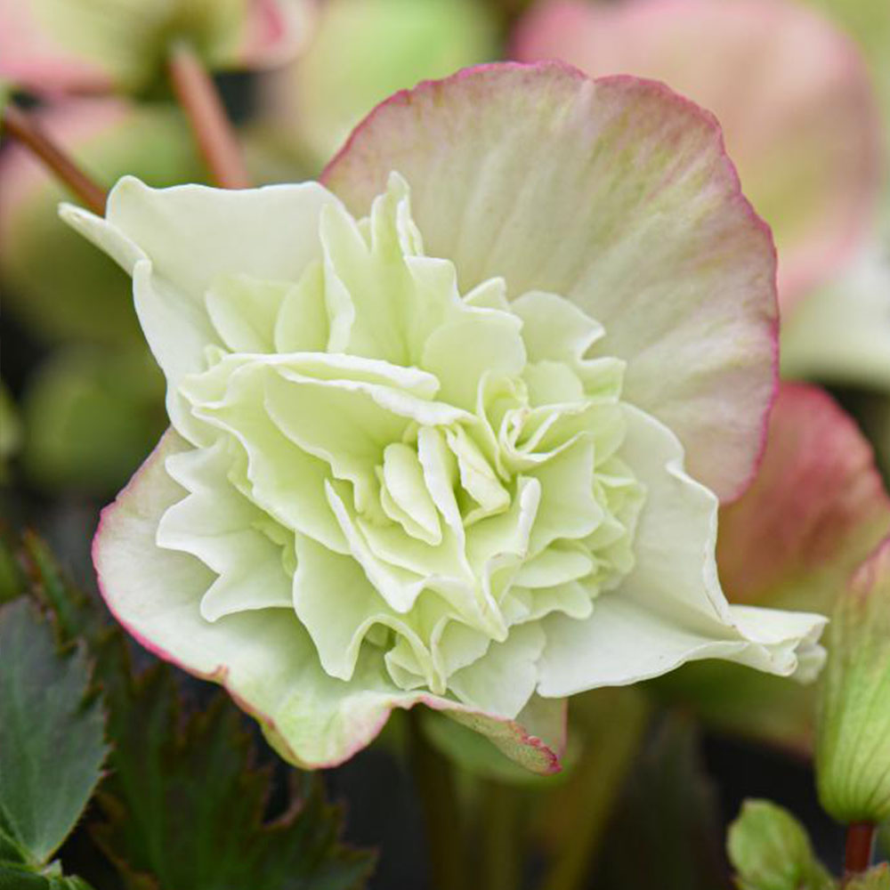 Begonia elatior 'Frivola Lime' image