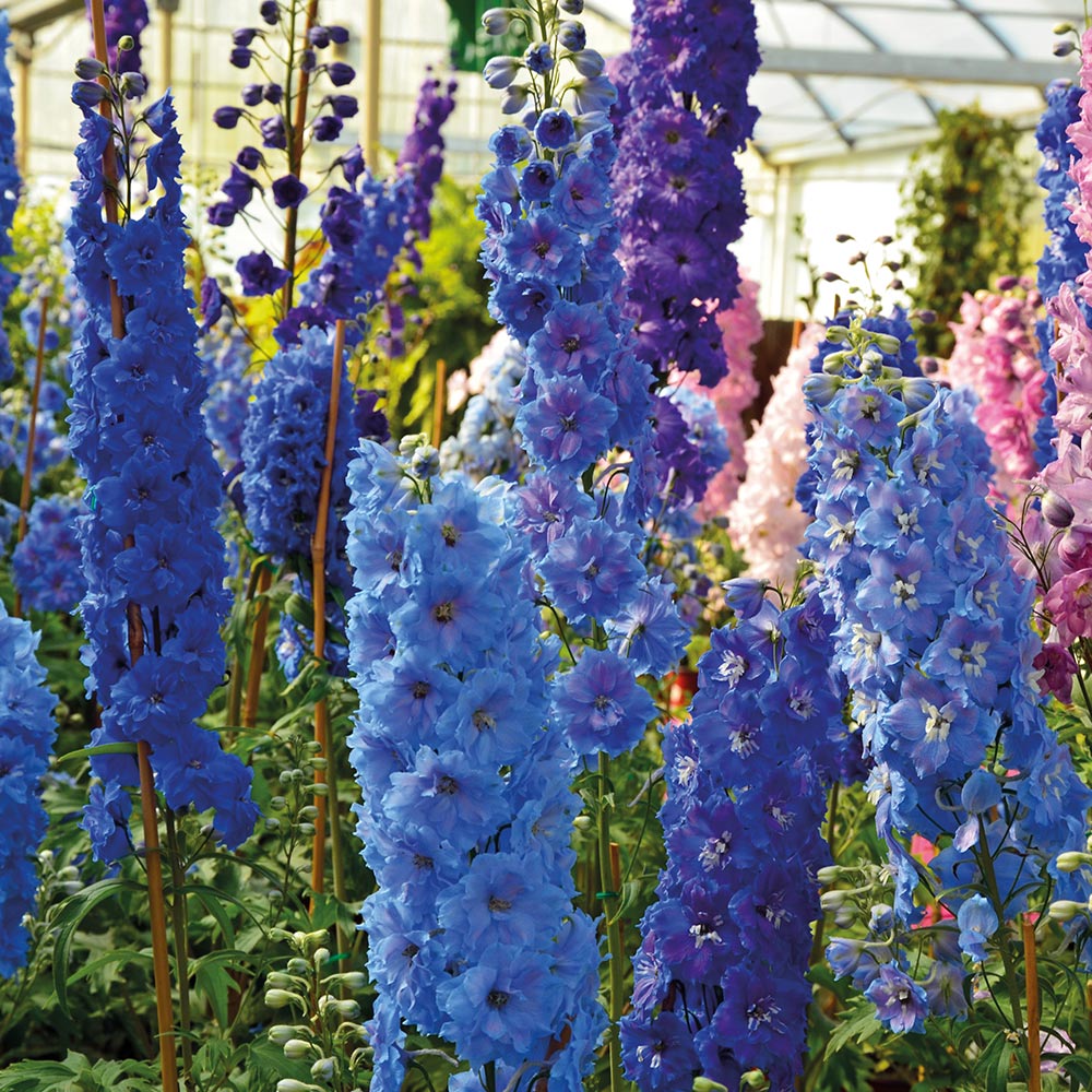 Delphinium 'Pacific Giants Mixed' image