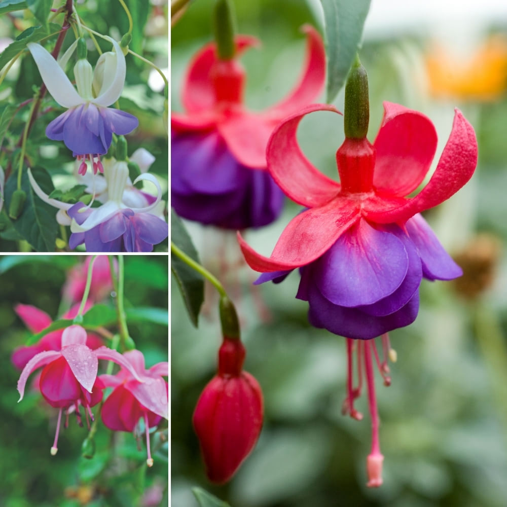 Fuchsia Hardy Trio image