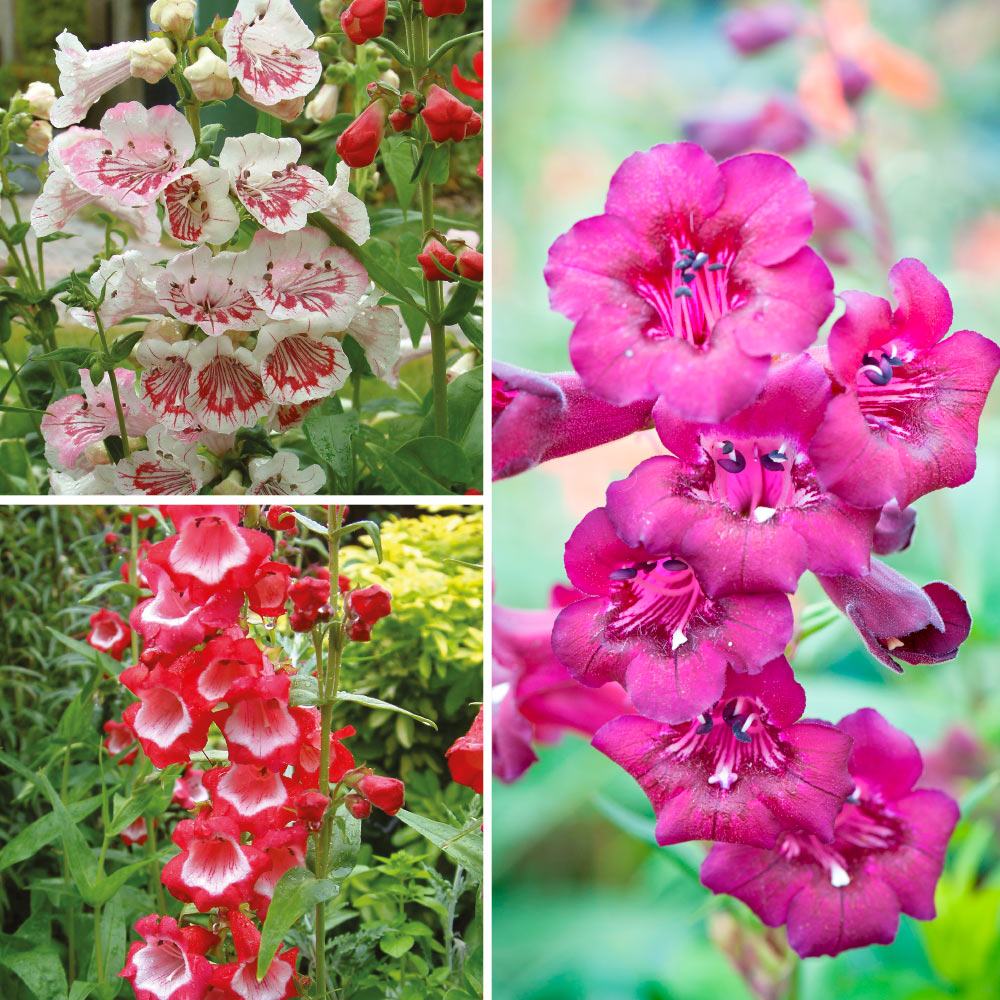 Penstemon 'Ice Cream Collection' image