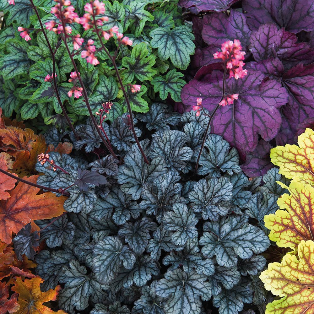 Heuchera 'Mosaic' image