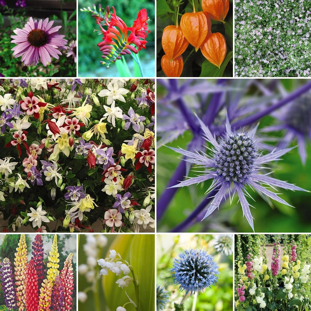 Everlasting Perennial Collection image