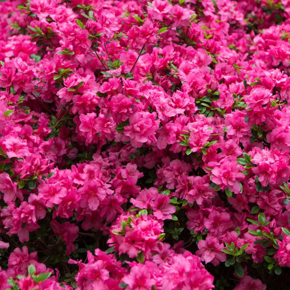 Rhododendron 'Rustica Pink' (Azalea Group) image