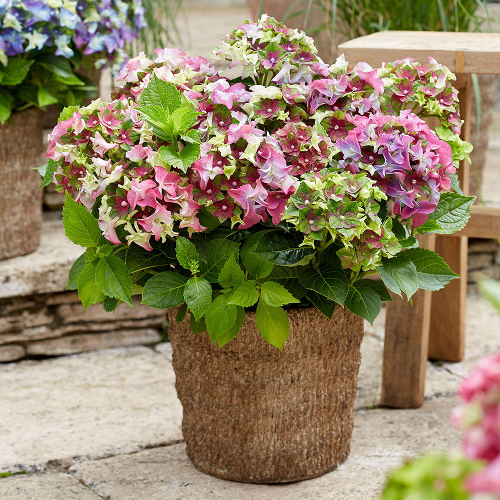 Hydrangea macrophylla 'Lady Mata Hari Pink' (Royalty Collection) image