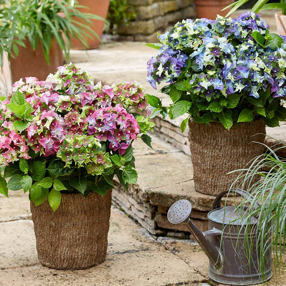 Hydrangea macrophylla 'Lady Mata Hari Duo' (Royalty Collection) image