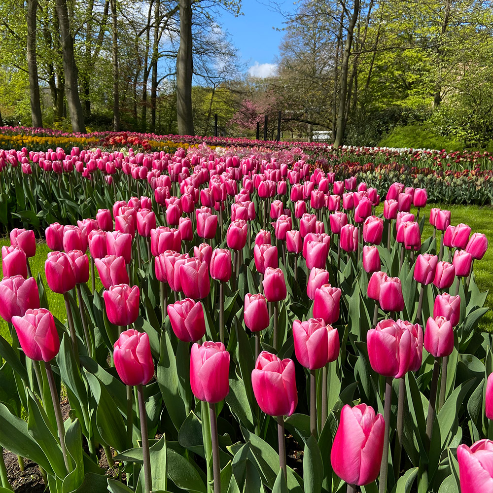 Tulip 'Pink Giant' image