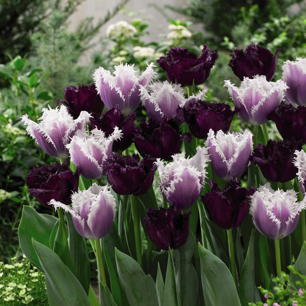 Tulip 'Black Cherry Frost' image