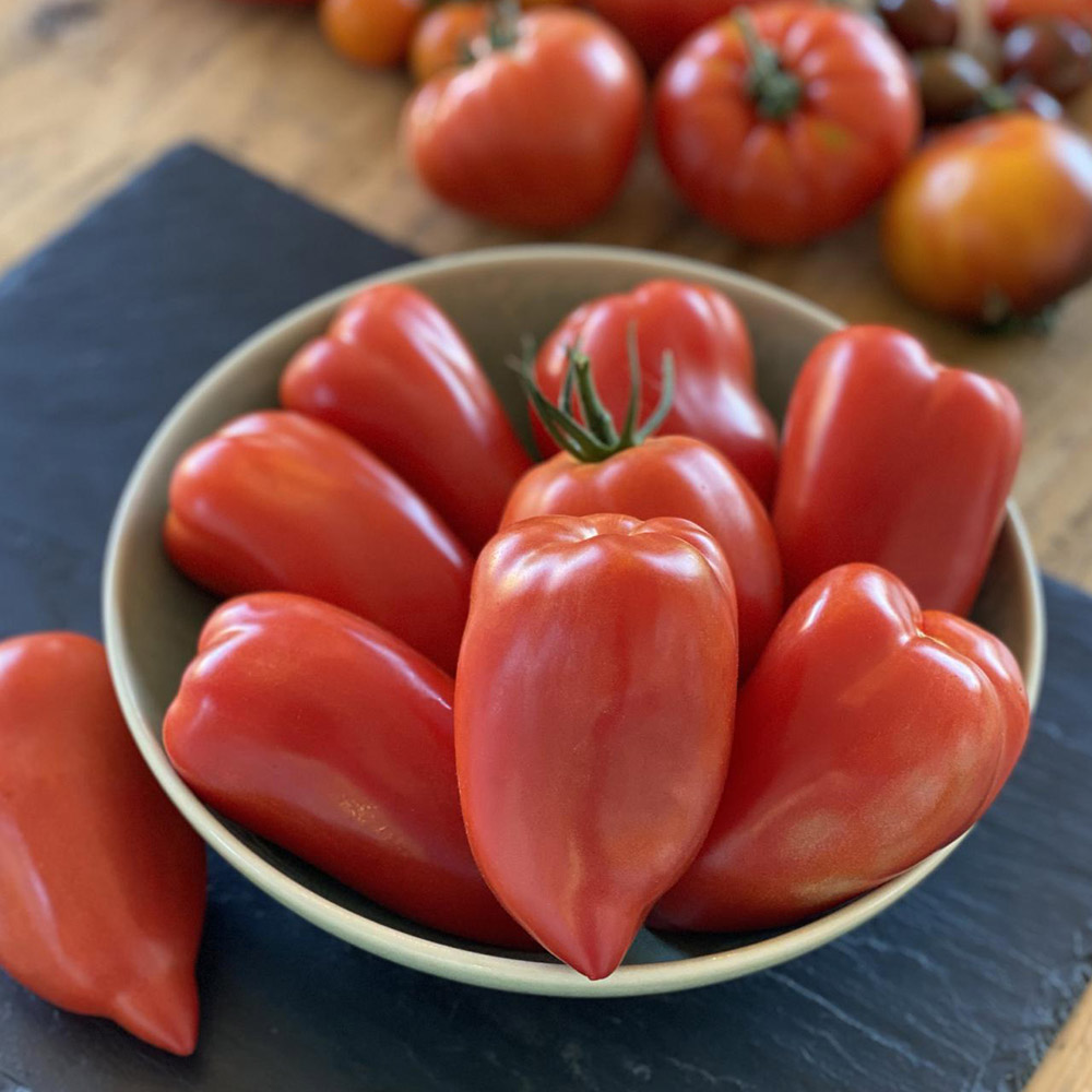 Tomato 'Bellandine' image