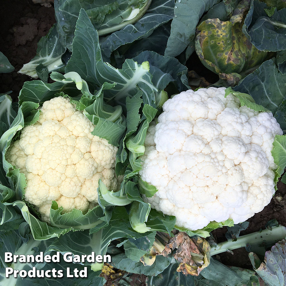 Cauliflower 'Whitex' image