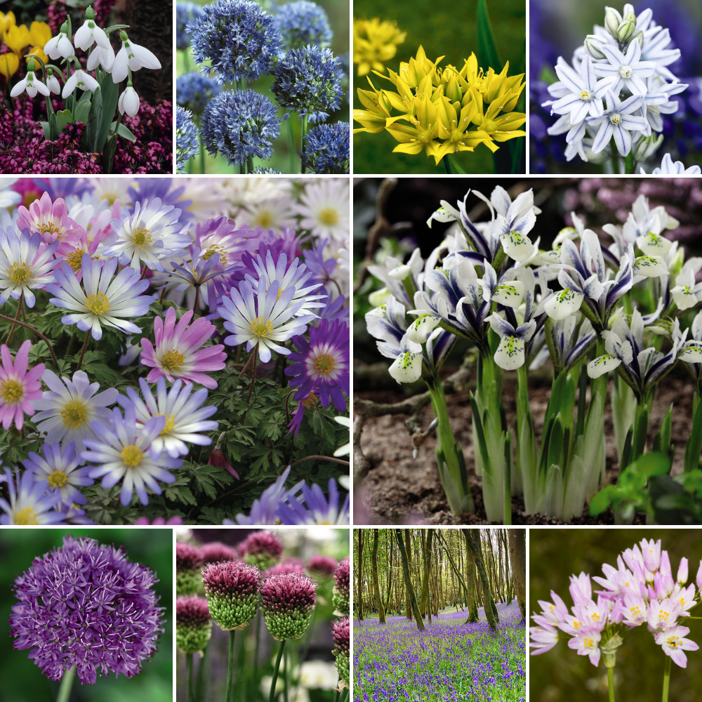 Spring Bulb Variety Bundle image