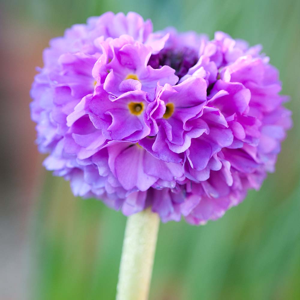 Primula denticulata image