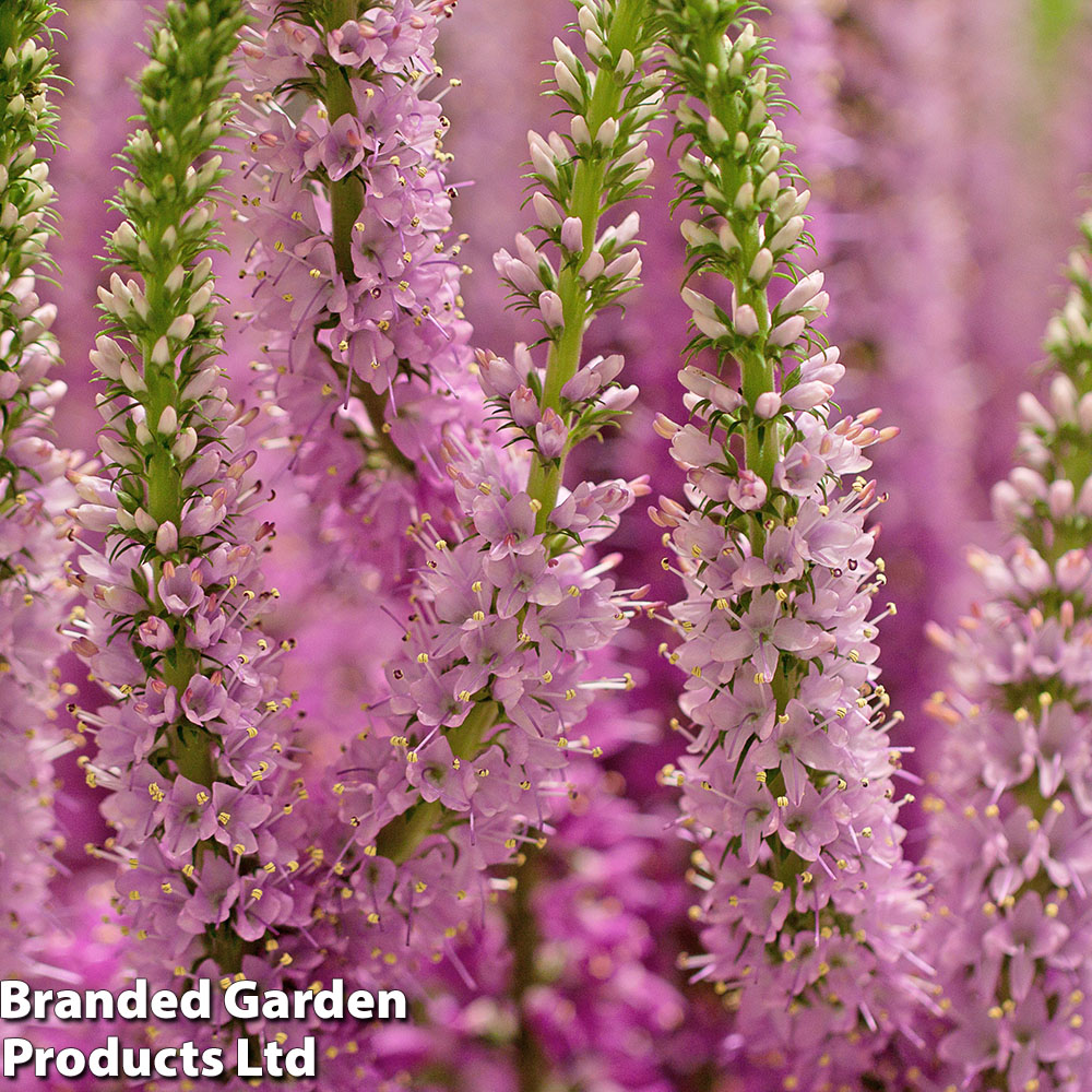 Veronica 'Moody Blues Dark Pink' image