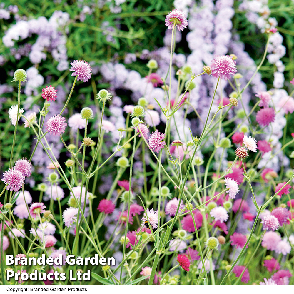 Bunny Ears Viola Seeds  Baker Creek Heirloom Seeds