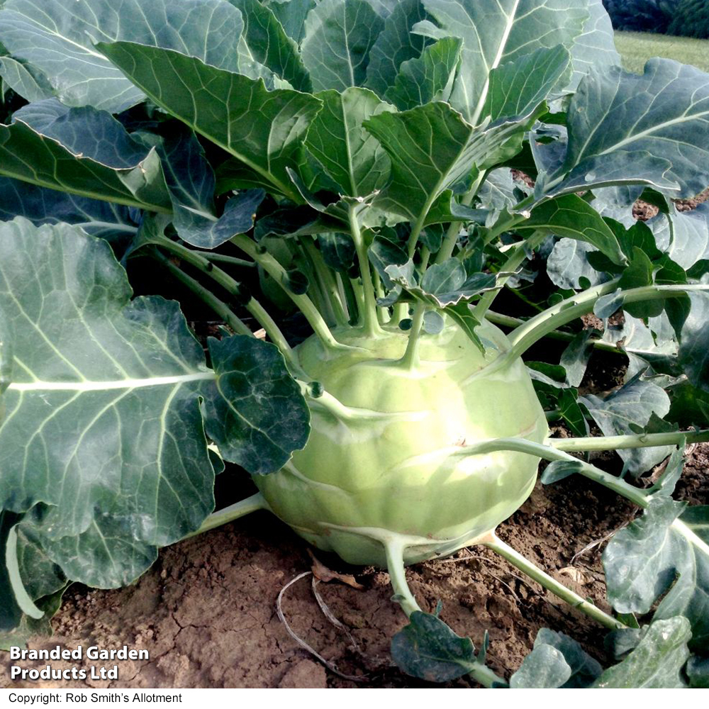 Kohlrabi 'Kossak' F1 - Seeds image