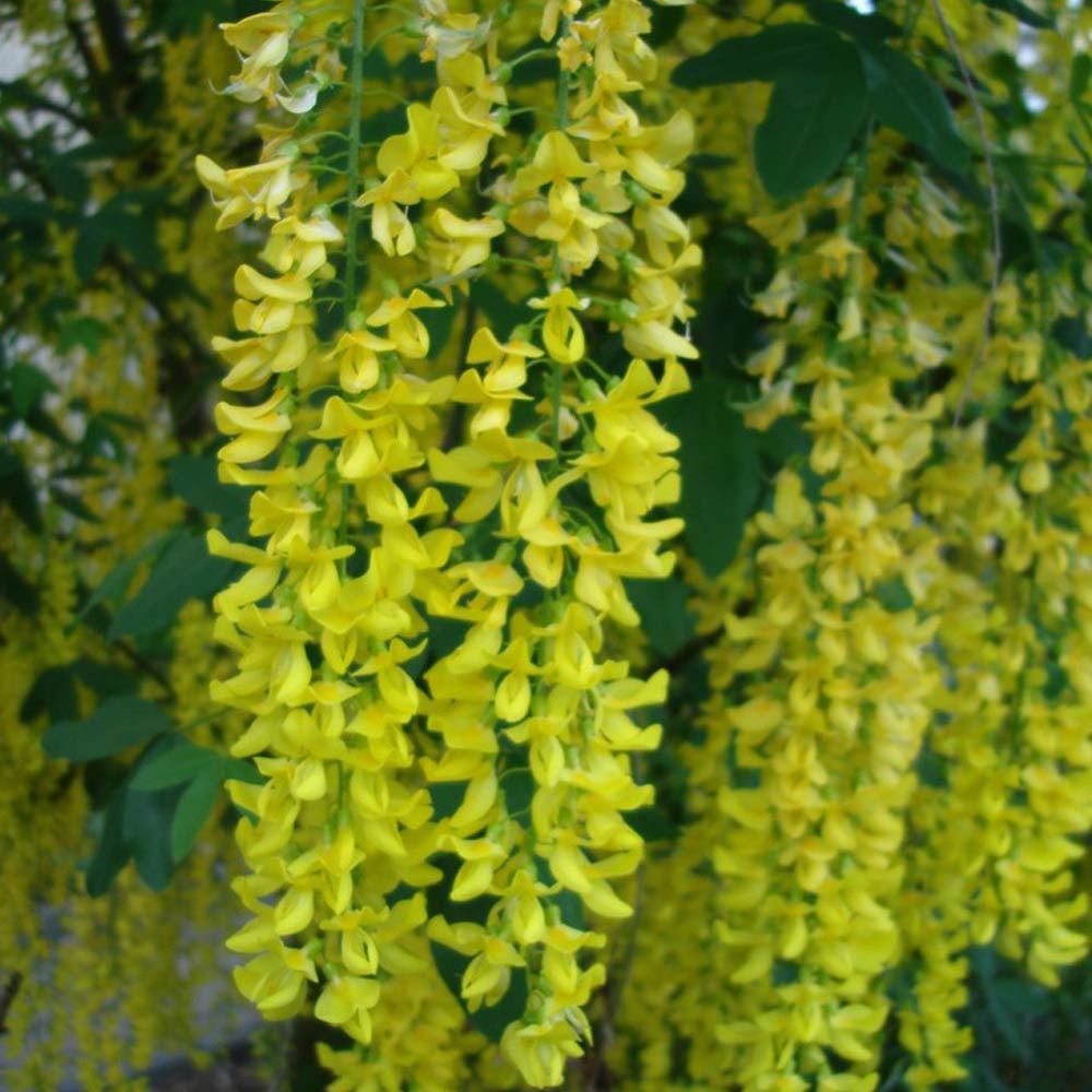 Laburnum anagyroides image