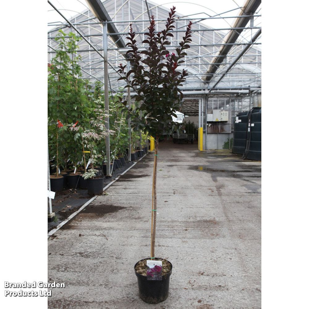 Lagerstroemia indica 'Rhapsody in Blue' image