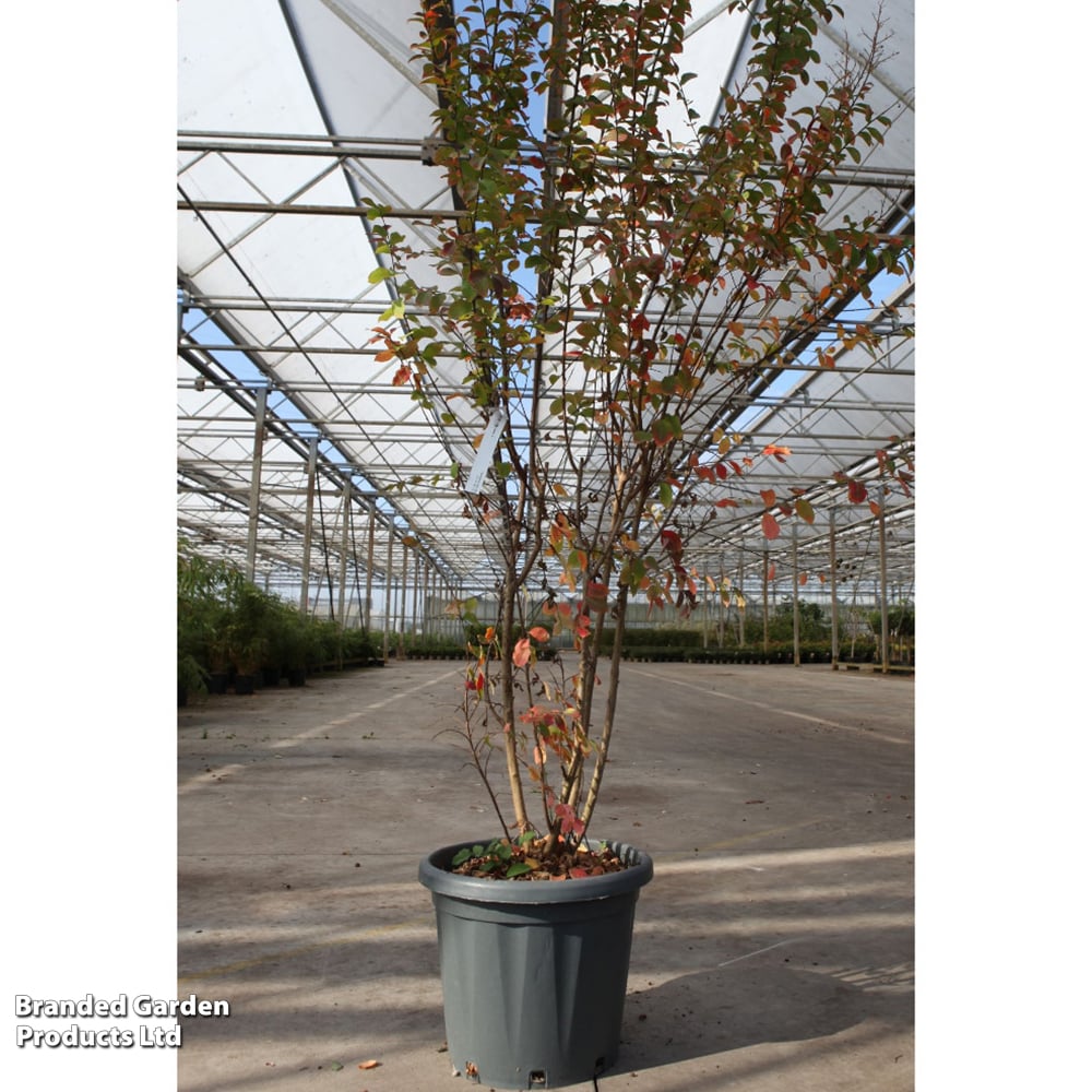 Lagerstroemia indica 'Rosea' image