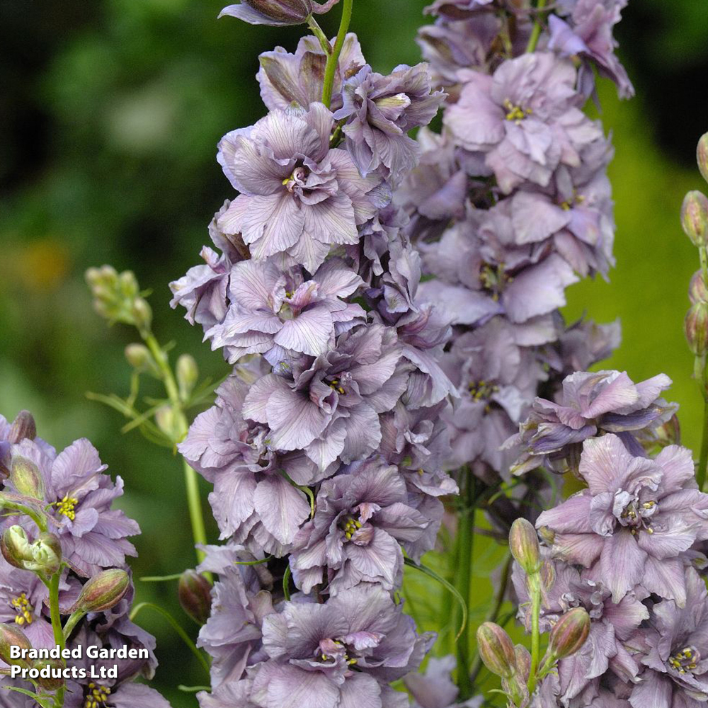 Delphinium consolida 'Misty Lavender' - Seeds image