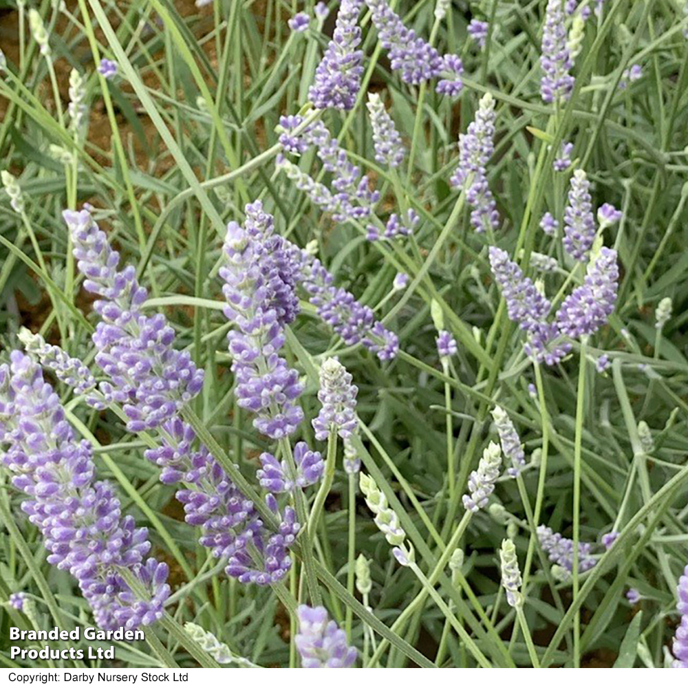 Lavender 'Anniversary Bouquet' image
