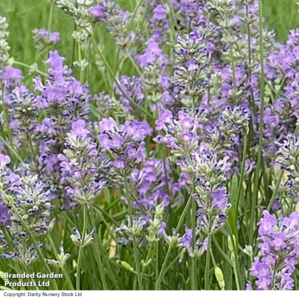 Lavender 'Ashdown Forest' image
