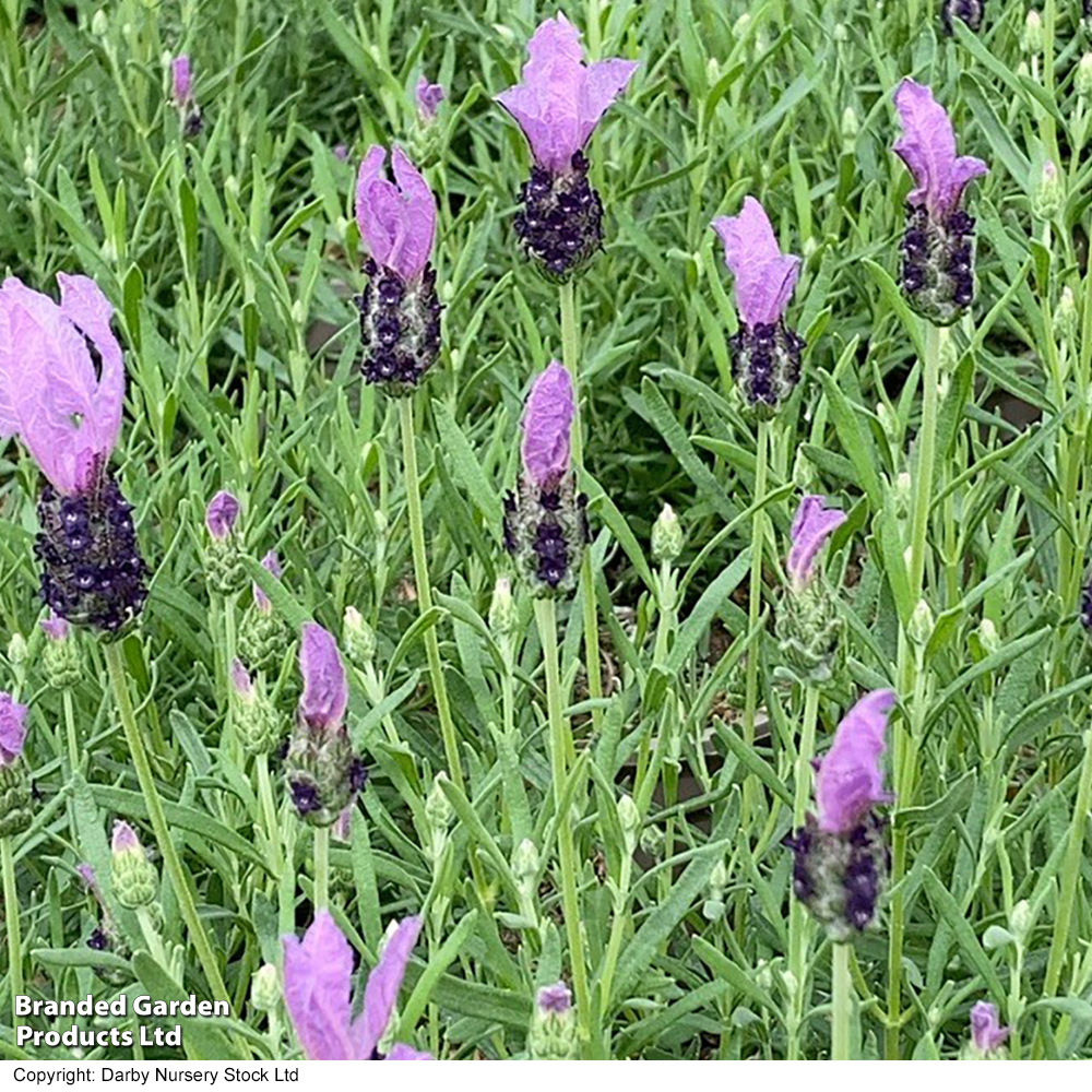 Lavender 'Fairy Wings Purple' image