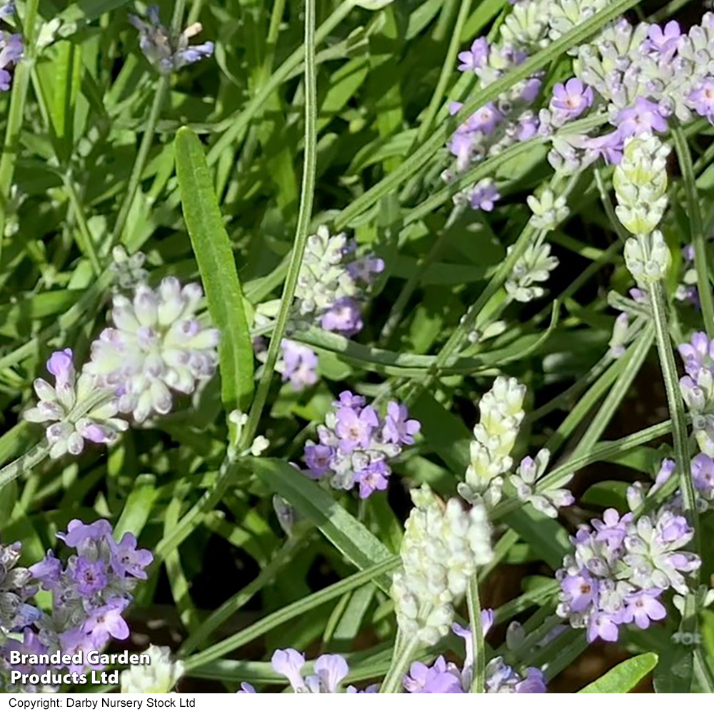 Lavender 'Little Lady' image